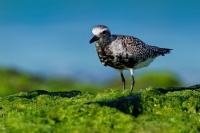 Kulik bledy - Pluvialis squatarola - Grey Plover o2204